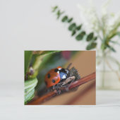 Ladybird Postkarte (Stehend Vorderseite)
