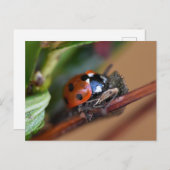 Ladybird Postkarte (Vorne/Hinten)