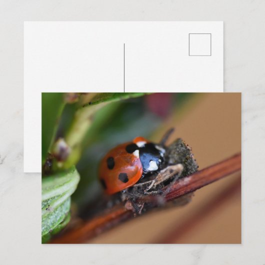 Ladybird Postkarte (Vorne/Hinten)