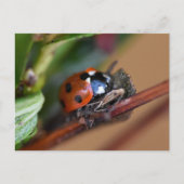 Ladybird Postkarte (Vorderseite)
