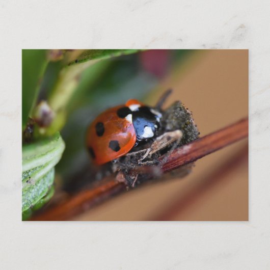 Ladybird Postkarte (Vorderseite)