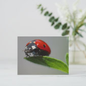 Ladybird Postkarte (Stehend Vorderseite)
