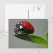 Ladybird Postkarte (Vorne/Hinten)