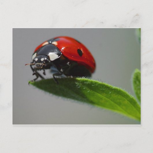 Ladybird Postkarte (Vorderseite)