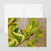 Ladybird Postkarte (Vorne/Hinten)