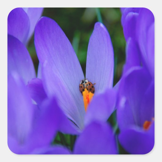 Ladybird-Sticker Quadratischer Aufkleber (Vorderseite)