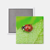 Ladybird walking across a leaf magnet (Vorderseite/Rückseite)