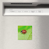 Ladybird walking across a leaf magnet (In Situ (Geschirrspüler))