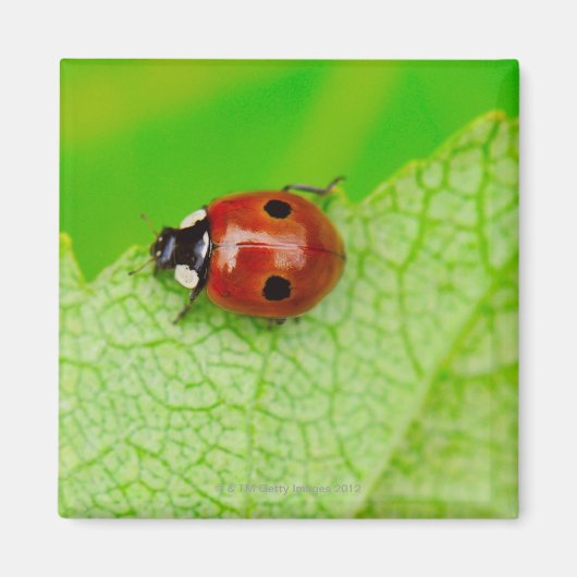 Ladybird walking across a leaf magnet (Vorne)