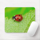 Ladybird walking across a leaf mousepad (Mit Mouse)
