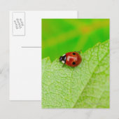 Ladybird walking across a leaf postkarte (Vorne/Hinten)
