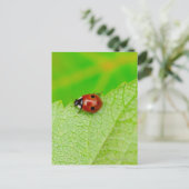 Ladybird walking across a leaf postkarte (Stehend Vorderseite)