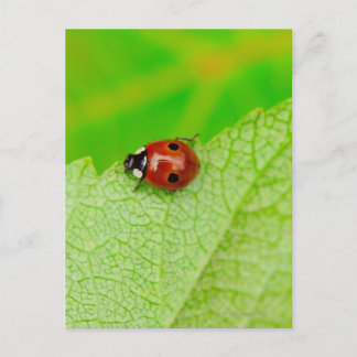 Ladybird walking across a leaf postkarte
