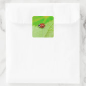 Ladybird walking across a leaf quadratischer aufkleber (Tasche)