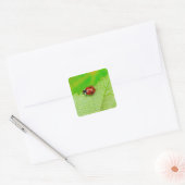 Ladybird walking across a leaf quadratischer aufkleber (Umschlag)