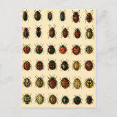 Ladybirds Array Postkarte (Vorderseite)