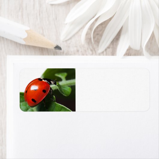 Ladybug (Insitu)