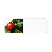 Ladybug (Vorne)