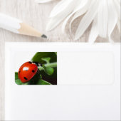 Ladybug (Insitu)