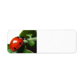 Ladybug (Vorne)