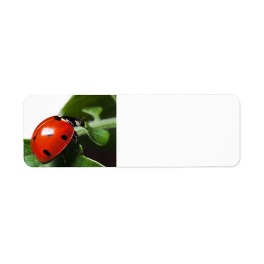 Ladybug (Vorne)