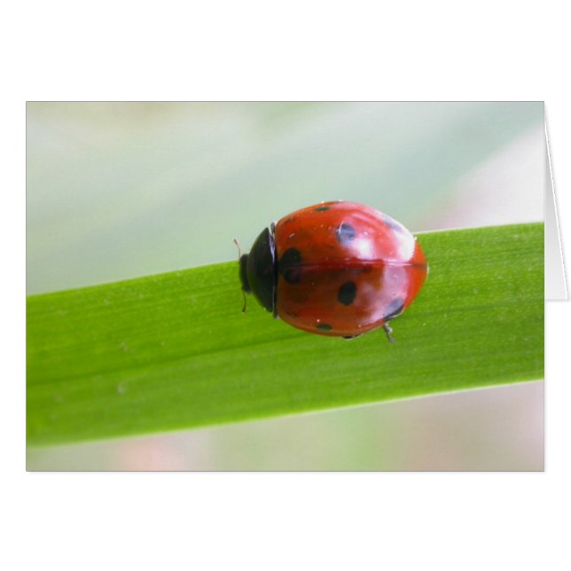 Ladybug (Vorderseite (Horizontal))