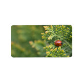 Ladybug Adressaufkleber (Vorne)