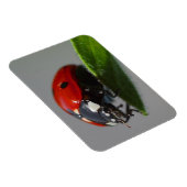 Ladybug am Leaf Magnet (Rechte Seite)