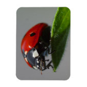 Ladybug am Leaf Magnet (Vertikal)