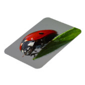 Ladybug am Leaf Magnet (Linke Seite)
