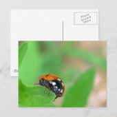 Ladybug am Rande Postkarte (Vorne/Hinten)
