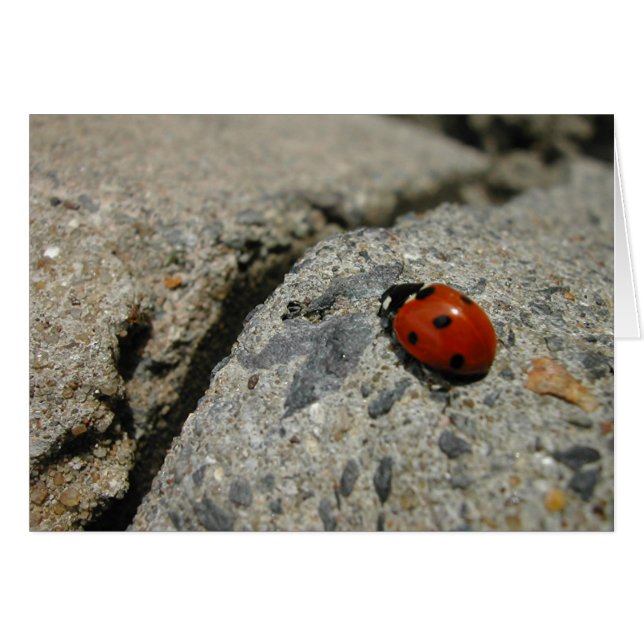 Ladybug an der Kurb (Bürgersteig) (Vorderseite (Horizontal))