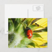 Ladybug & Ant Postkarte (Vorne/Hinten)