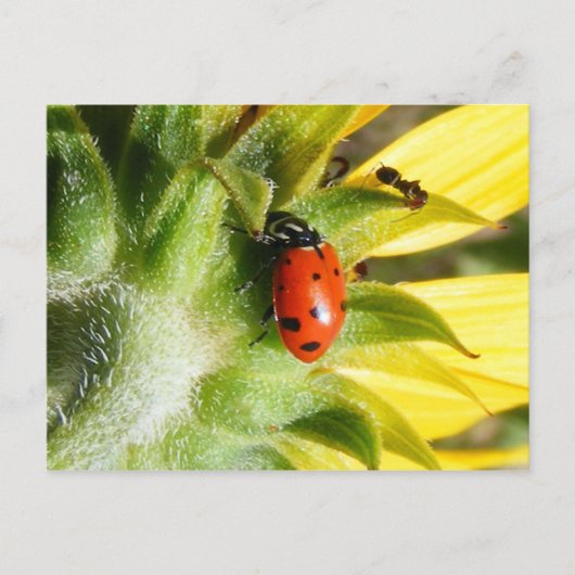 Ladybug & Ant Postkarte (Vorderseite)
