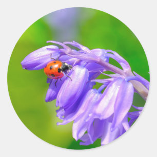 Ladybug auf Bluebells Stickers