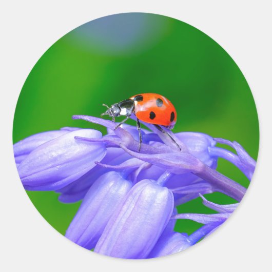 Ladybug auf Bluebells Stickers (Vorderseite)