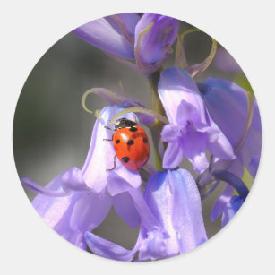 Ladybug auf Bluebells Stickers