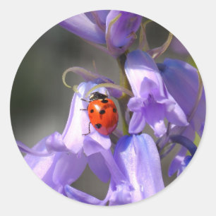 Ladybug auf Bluebells Stickers
