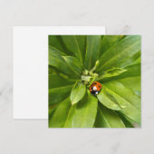 Ladybug auf Blume (Vorne/Hinten)