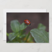 Ladybug auf Blume (Vorderseite)