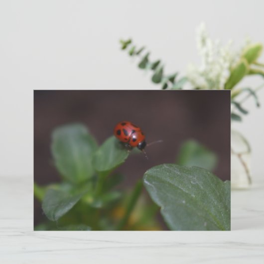 Ladybug auf Blume (Stehend Vorderseite)