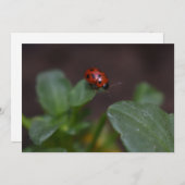 Ladybug auf Blume (Vorne/Hinten)