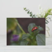 Ladybug auf Blume (Stehend Vorderseite)
