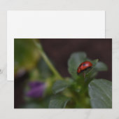 Ladybug auf Blume (Vorne/Hinten)