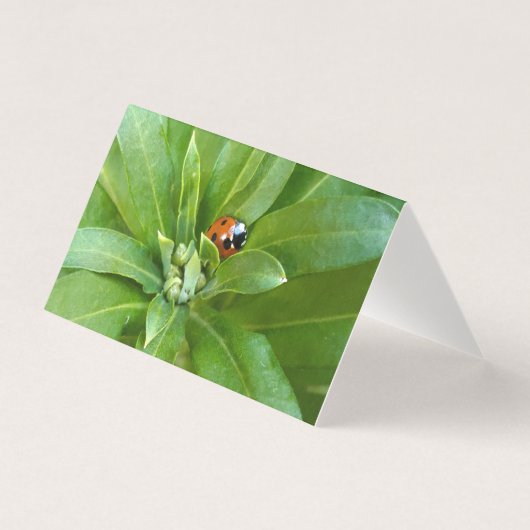 Ladybug auf Blume (Vorderseite)