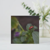 Ladybug auf Blume (Stehend Vorderseite)