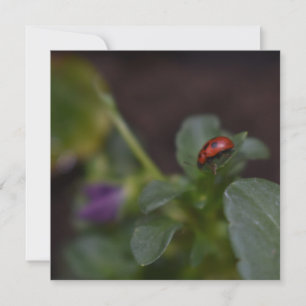 Ladybug auf Blume