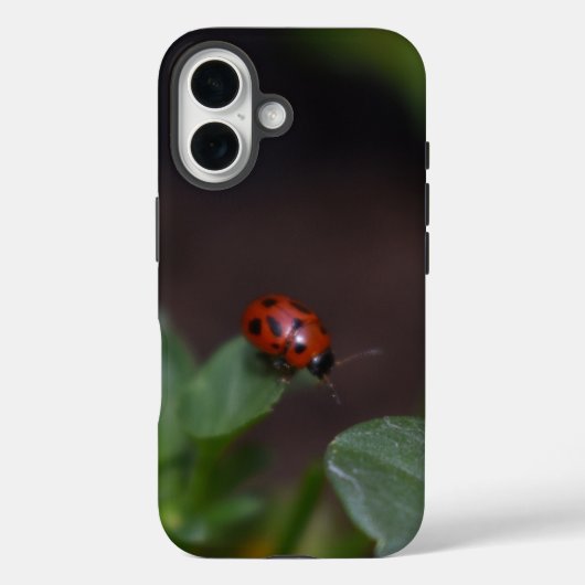 Ladybug auf Blume Case-Mate iPhone Hülle (Rückseite)