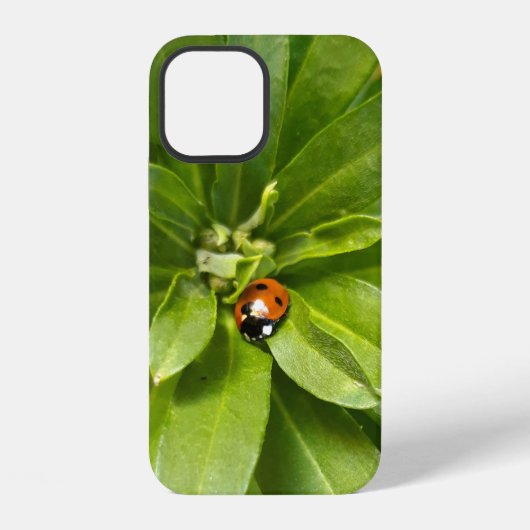Ladybug auf Blume iPhone Hülle (Rückseite)