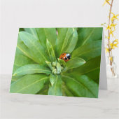 Ladybug auf Blume Karte (Gelbe Blume)